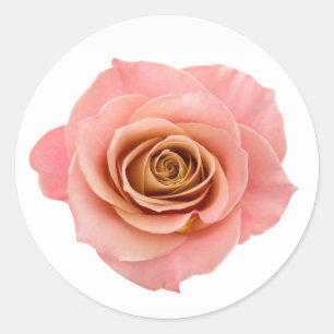 Pretty Peach Pink Photographic Rose Flower Classic Round Sticker