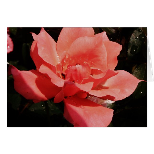 Pretty Peach Pink Rose floral (Front Horizontal)