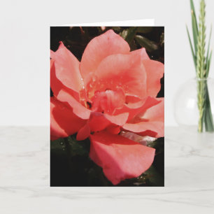 Pretty Peach Pink Rose floral Card