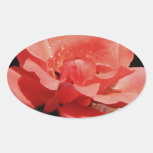 Pretty Peach Pink Rose floral Oval Sticker