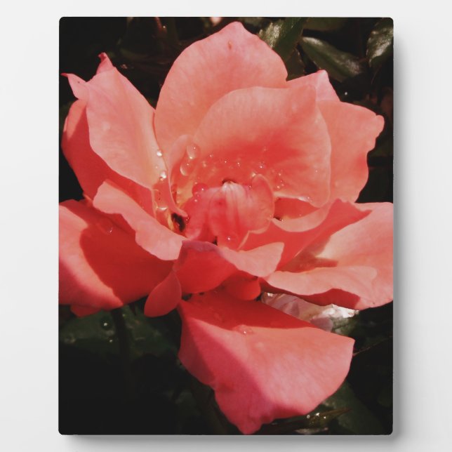 Pretty Peach Pink Rose floral Plaque (Front)