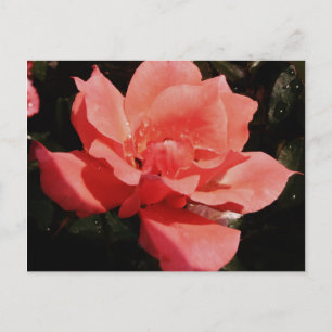 Pretty Peach Pink Rose floral Postcard