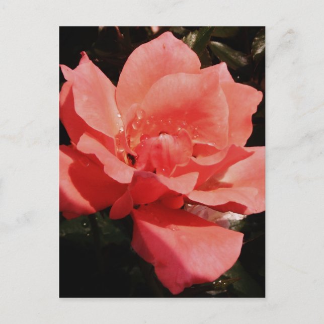 Pretty Peach Pink Rose floral Postcard (Front)