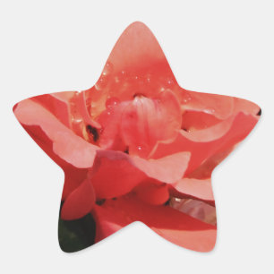 Pretty Peach Pink Rose floral Star Sticker