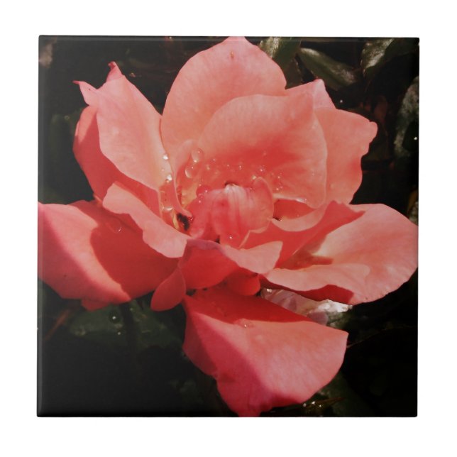 Pretty Peach Pink Rose floral Tile (Front)
