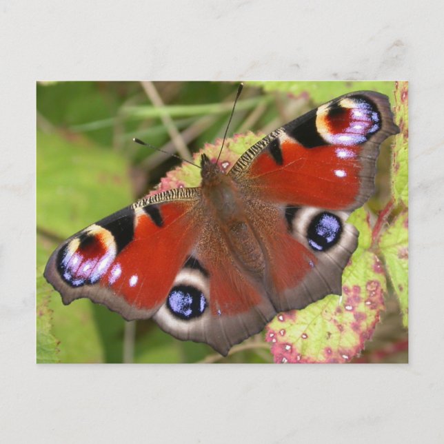 Pretty Peacock Butterfly Postcard (Front)