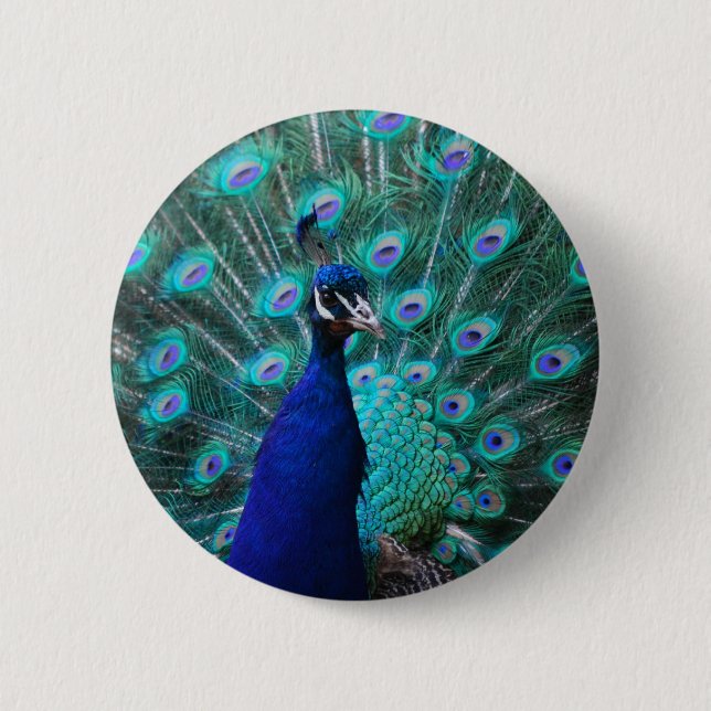 Pretty Peacock Button (Front)