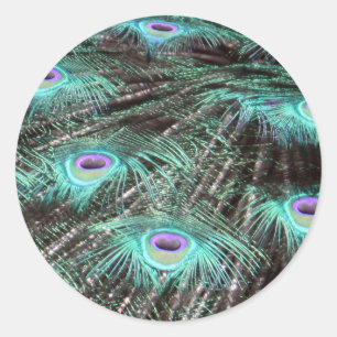 Pretty Peacock Feathers Photo Classic Round Sticker