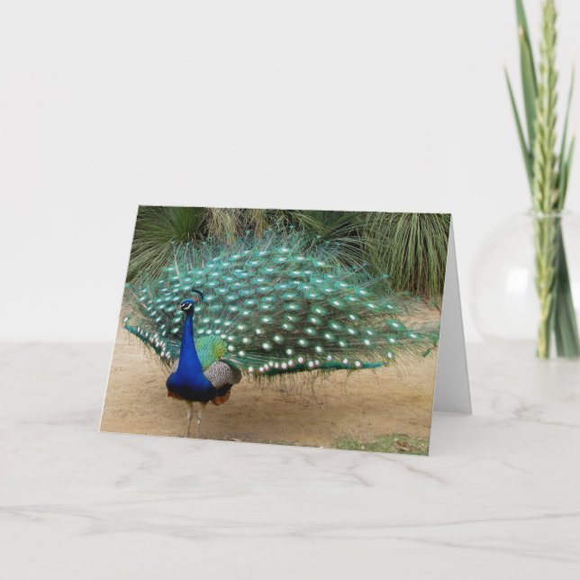 Pretty Peacock Greeting Card (Front)