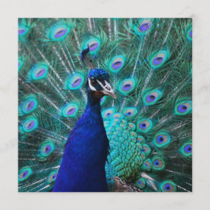 Pretty Peacock Invitations