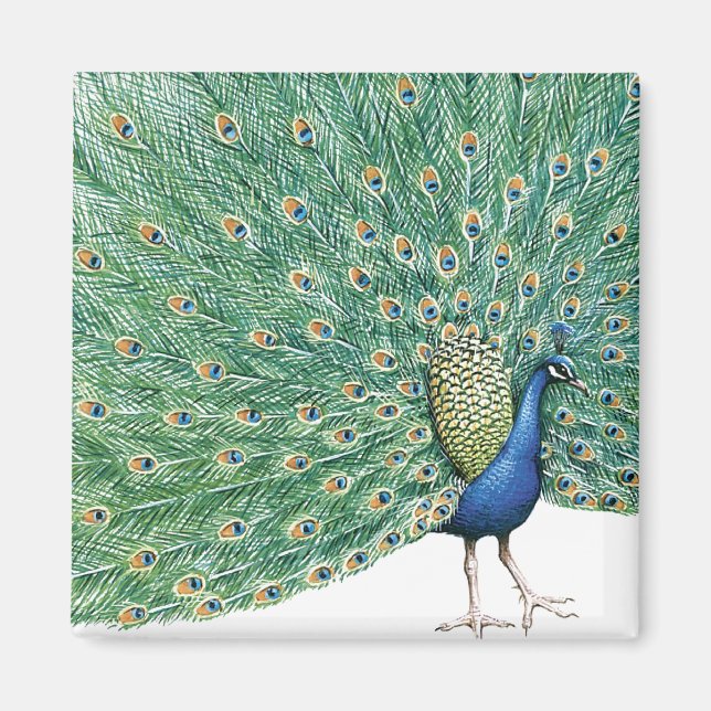 Pretty Peacock Magnet (Front)