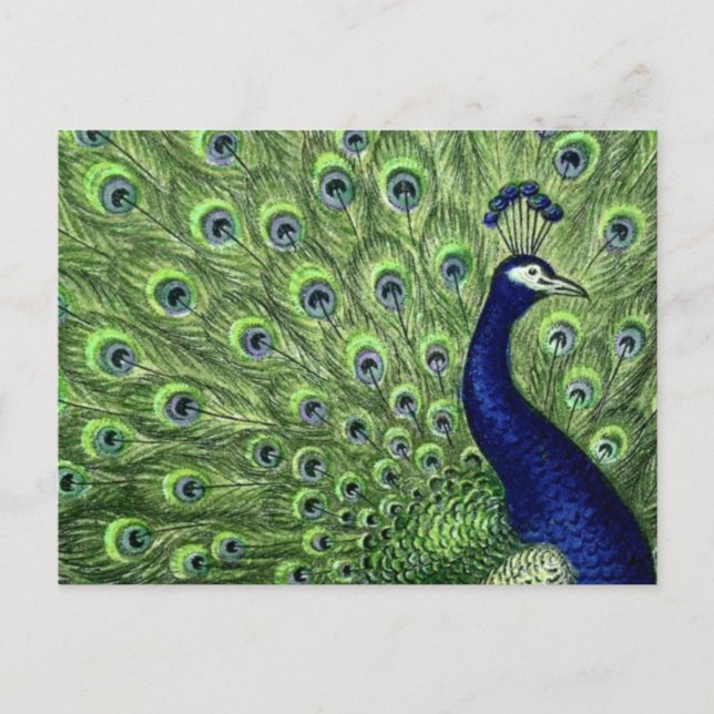 Pretty Peacock Postcard (Front)