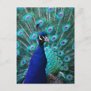 Pretty Peacock Postcard