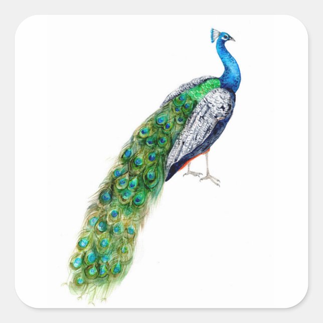 Pretty Peacock Square Sticker (Front)