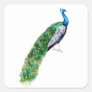 Pretty Peacock Square Sticker