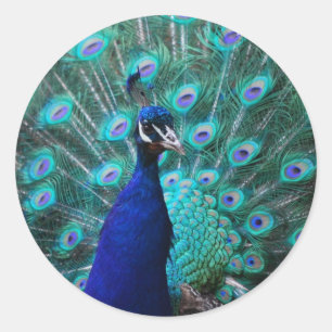 Pretty Peacock Sticker