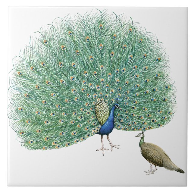Pretty Peacock Tile (Front)