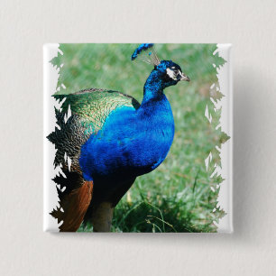 Pretty Peafowl  Button