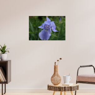 Pretty Periwinkle Iris Poster