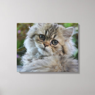 Pretty Persian Kitten Canvas Print