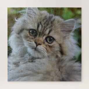 Pretty Persian Kitten Jigsaw Puzzle