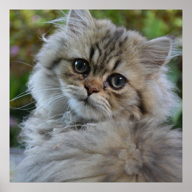 Pretty Persian Kitten Poster (Front)