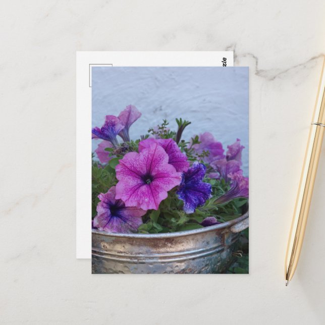Pretty Petunias Postcard (Front/Back In Situ)