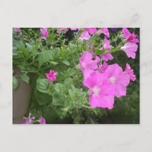 Pretty Petunias Postcard