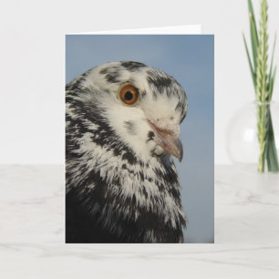 Pretty Pigeon Card