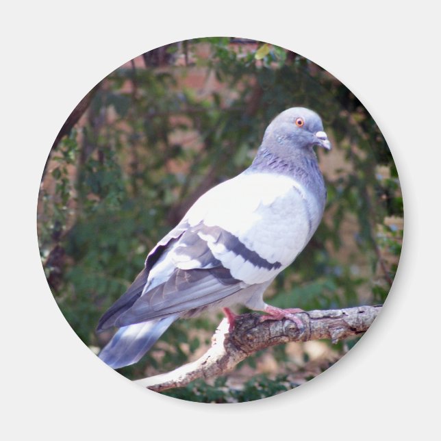 Pretty Pigeon Magnet (Front)