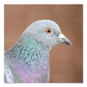 Pretty Pigeon  Photo Print