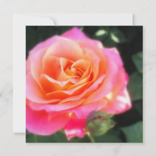 Pretty Pink and Orange Rose Macro Photo Greeting 