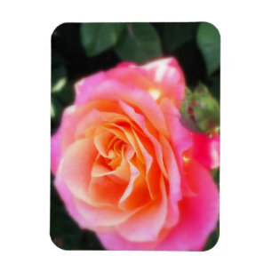 Pretty Pink and Orange Rose Macro Photo   Magnet