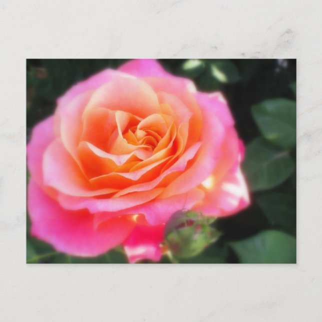 Pretty Pink and Orange Rose Macro Photo Postcard (Front)