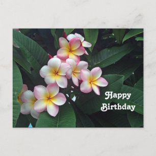 Pretty Pink and Yellow Plumeria Floral Birthday Postcard