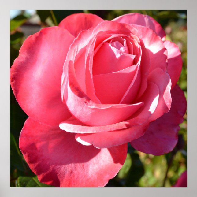 Pretty Pink Autumn Rose Poster (Front)
