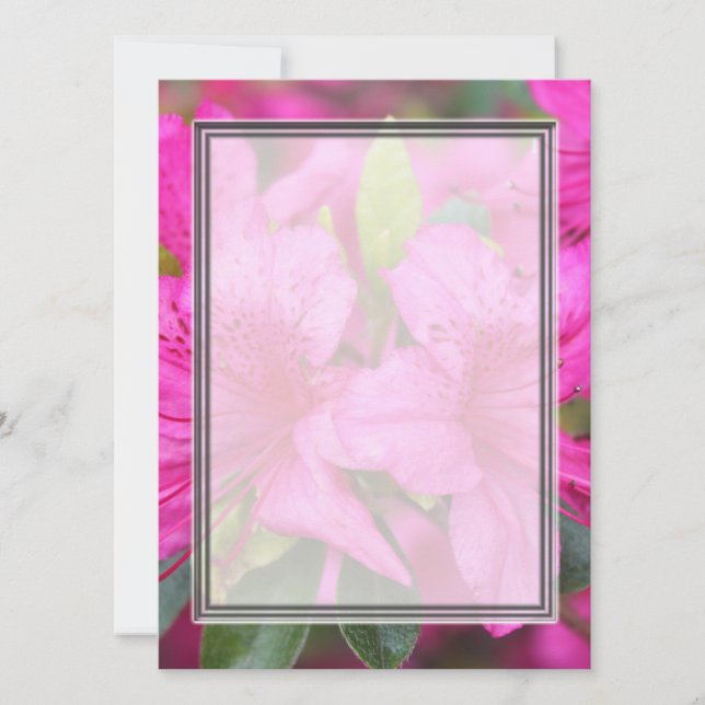 pretty pink azalea flowers (Front)