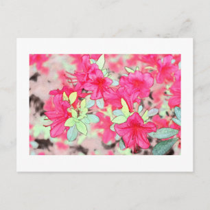 pretty pink azalea flowers. Floral garden plant Postcard