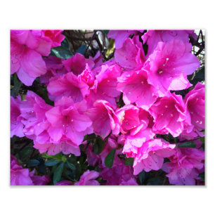 Pretty Pink Azaleas in Bloom Photo Print