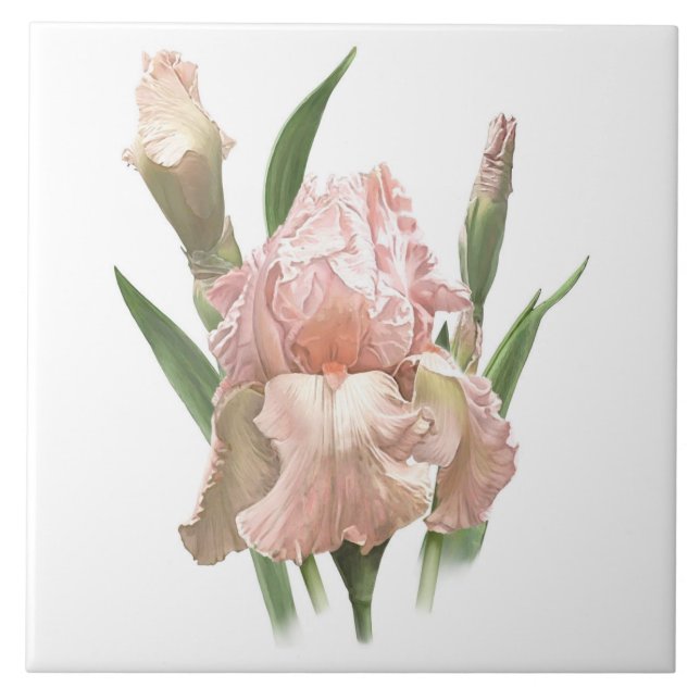 Pretty Pink Bearded Iris Flower Botanical Art Tile (Front)