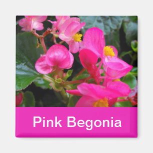 pretty pink begonia flowers magnet