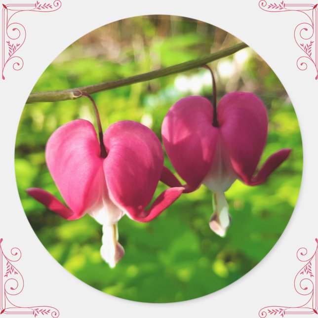 Pretty Pink Bleeding Heart Flowers Round Sticker (These pretty bleeding heart flower stickers will add a personal, floral touch to gifts/cards/crafts!)