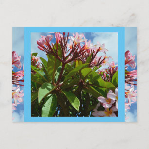 Pretty Pink Blooming Frangipani Tree, Postacard Postcard