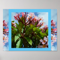 Pretty Pink Blooming Frangipani Tree, 