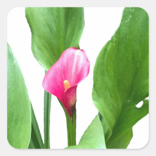 Pretty Pink Calla Lily Square Sticker