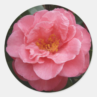 Pretty Pink Camellia Floral Photo Sticker