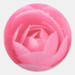 Pretty Pink Camellia Flower Sticker