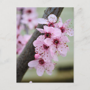 Pretty Pink Cherry Blossom Flowers Postcard