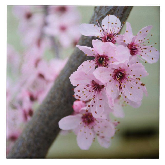 Pretty Pink Cherry Blossom Flowers Tile (Front)