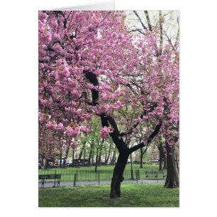 Pretty Pink Cherry Blossom Tree NYC New York City